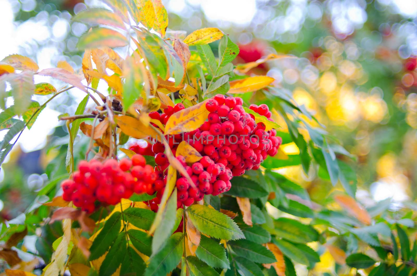 Bright rowan berries with leafs on a tree