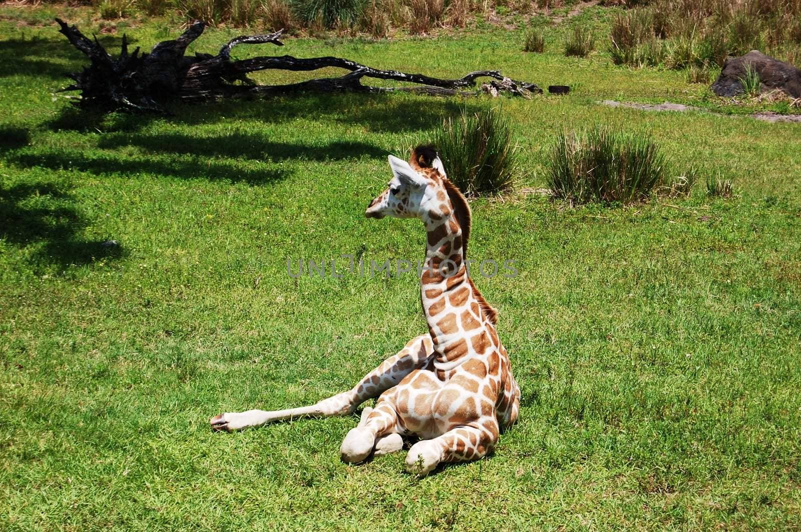 Giraffe Stares by RefocusPhoto