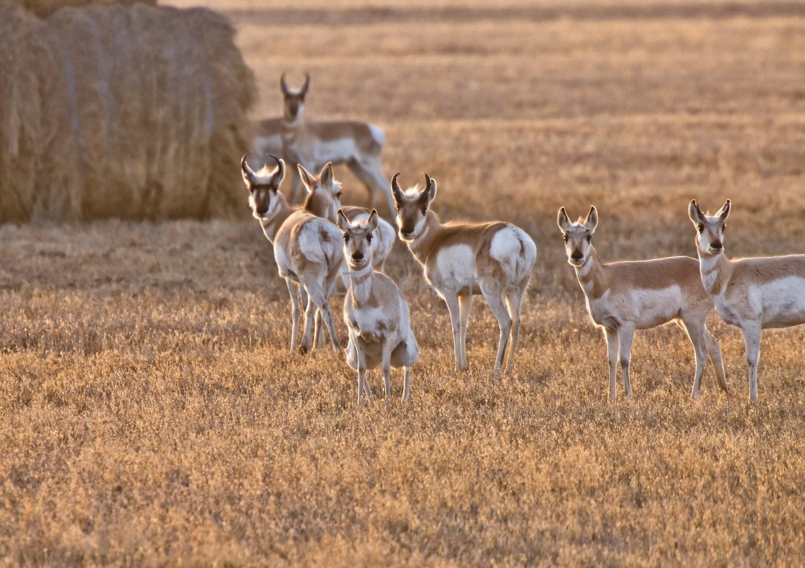 Pronghorn Antelope Saskatchewan Canada by pictureguy