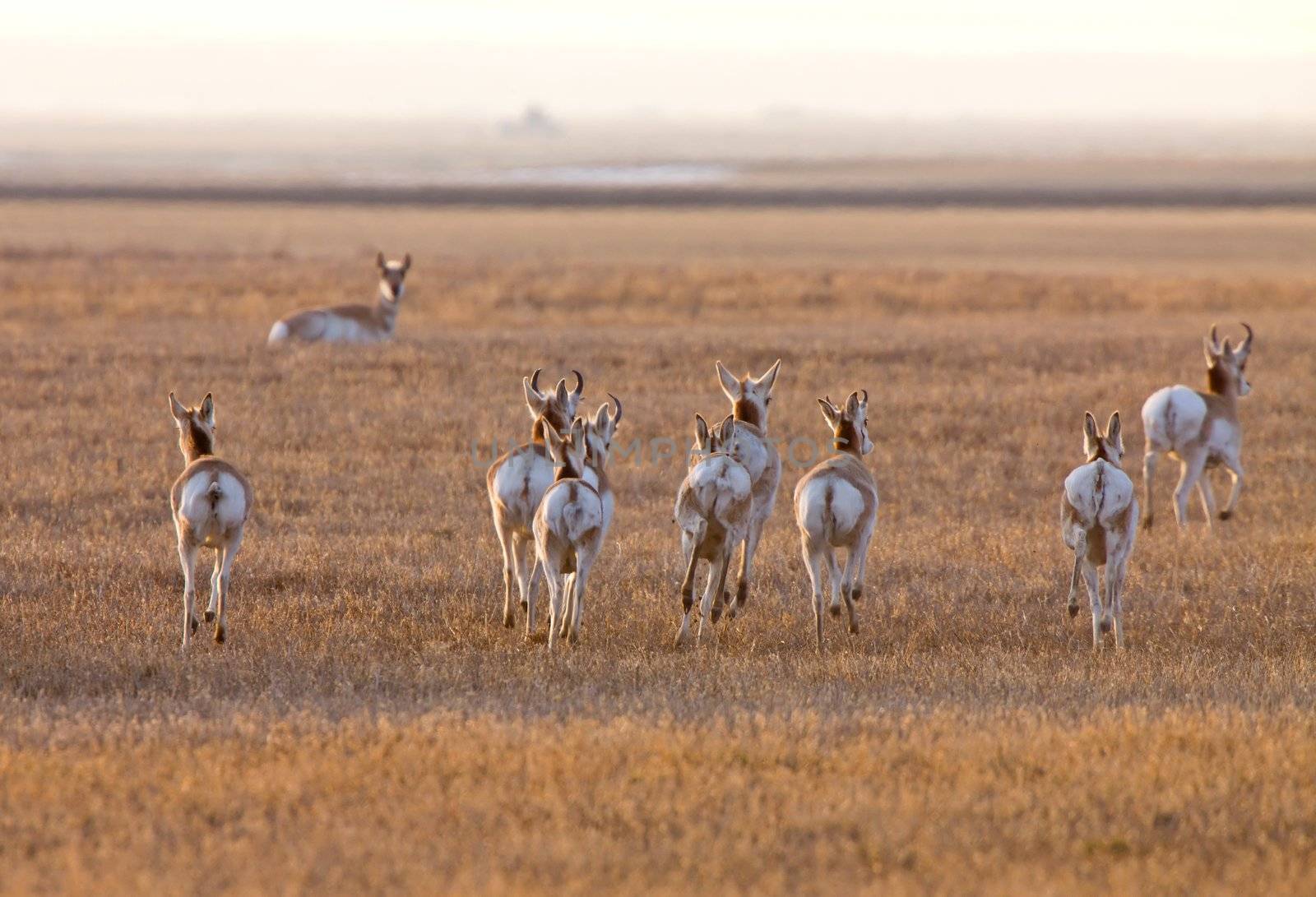 Pronghorn Antelope Saskatchewan Canada