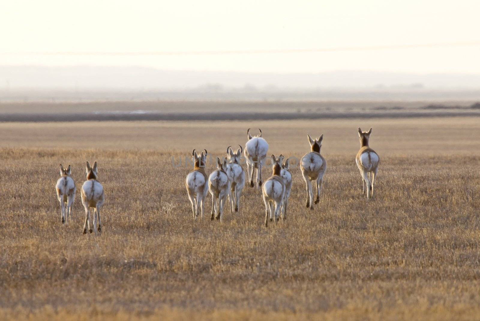 Pronghorn Antelope Saskatchewan Canada by pictureguy