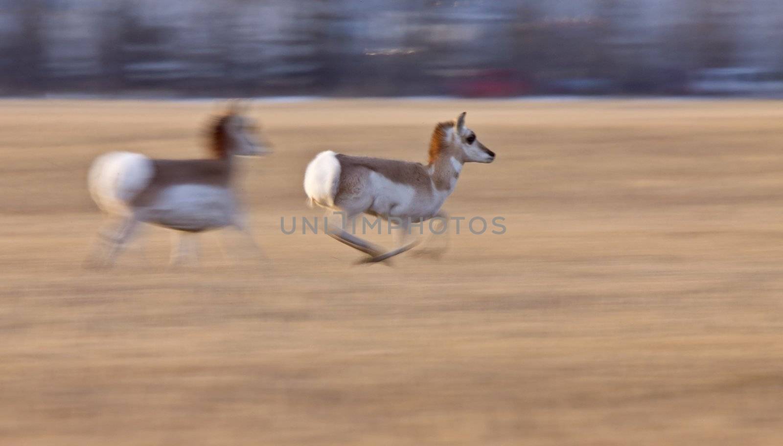 Pronghorn Antelope Saskatchewan Canada
