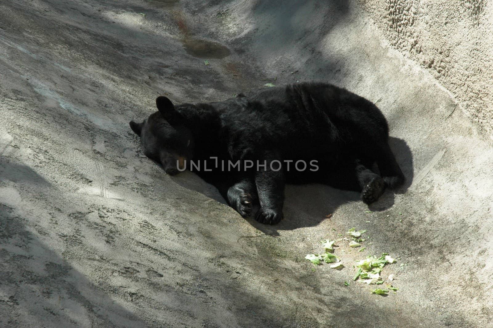 Animal - Black Bear Sleeping