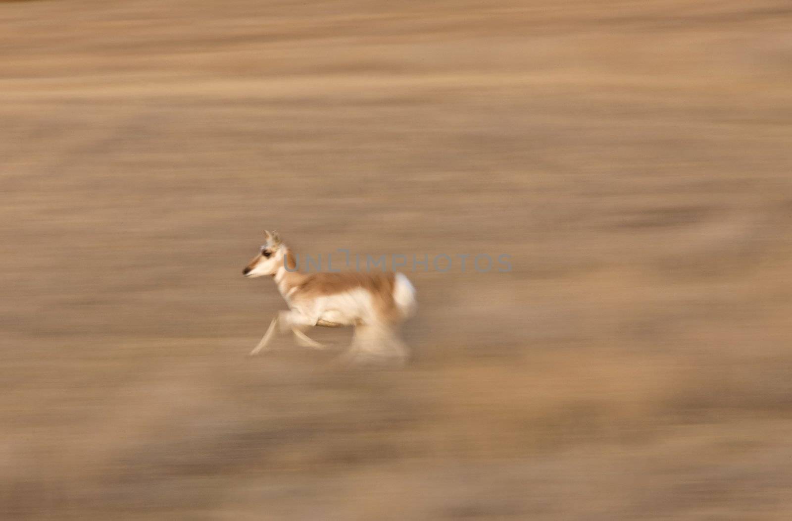 Pronghorn Antelope Saskatchewan Canada