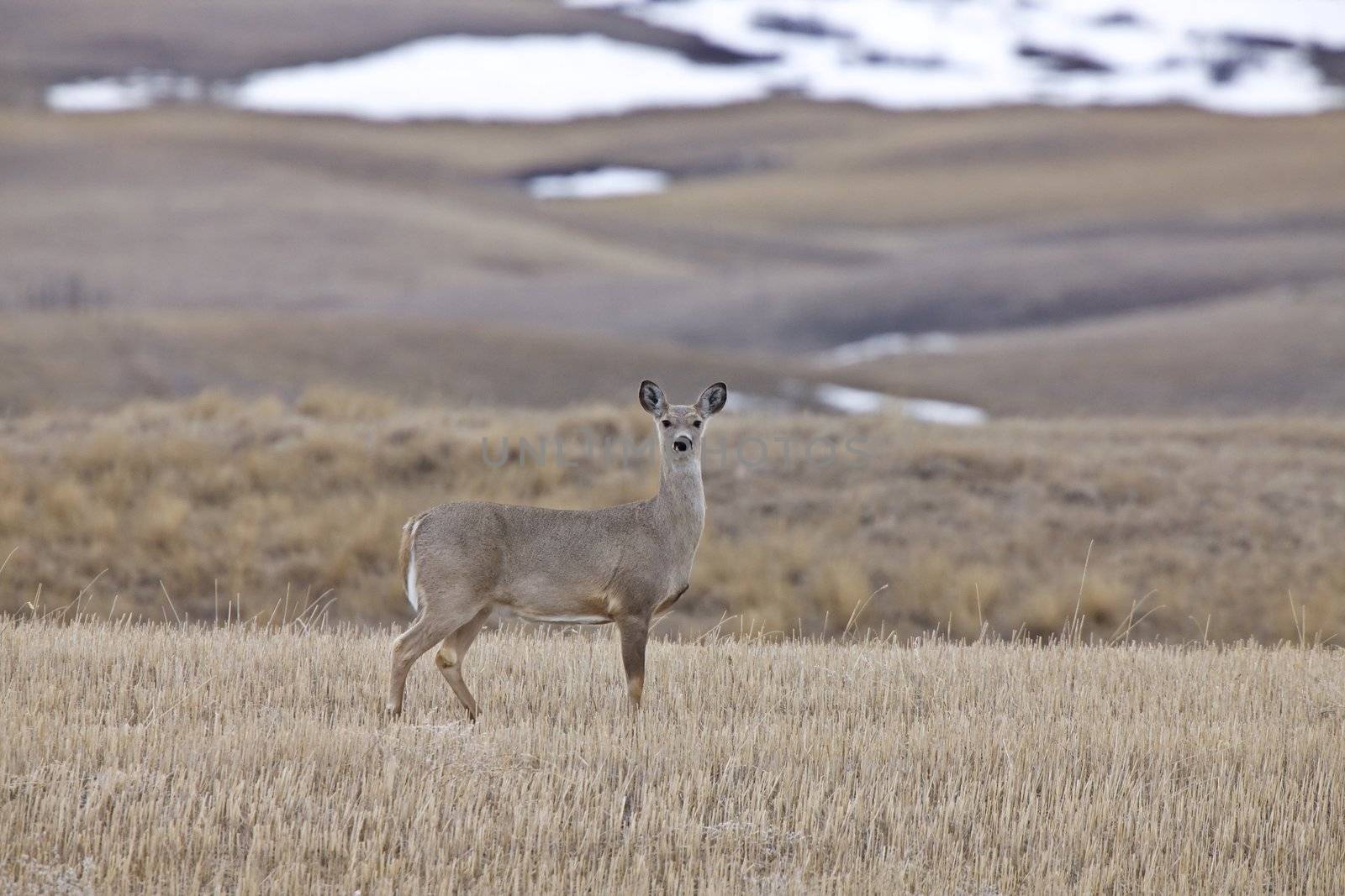 White Tail Deer Saskatchewan Canada by pictureguy