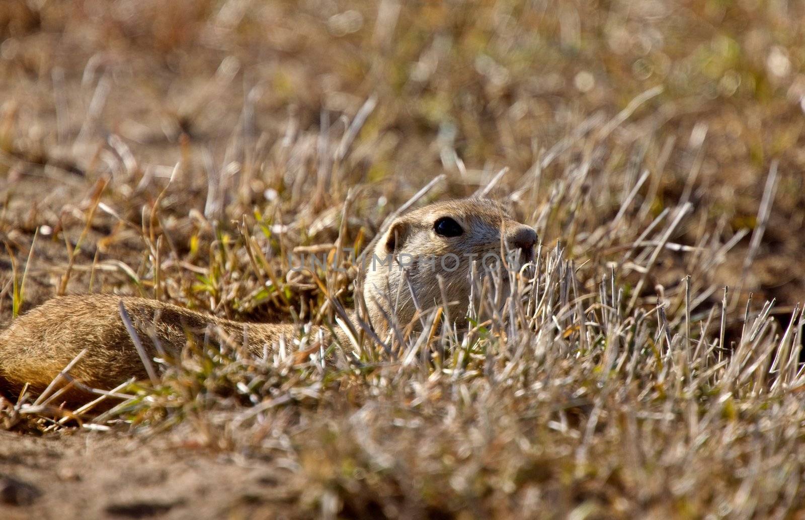 Prairie Dog Gopher Saskatchewan Canada by pictureguy