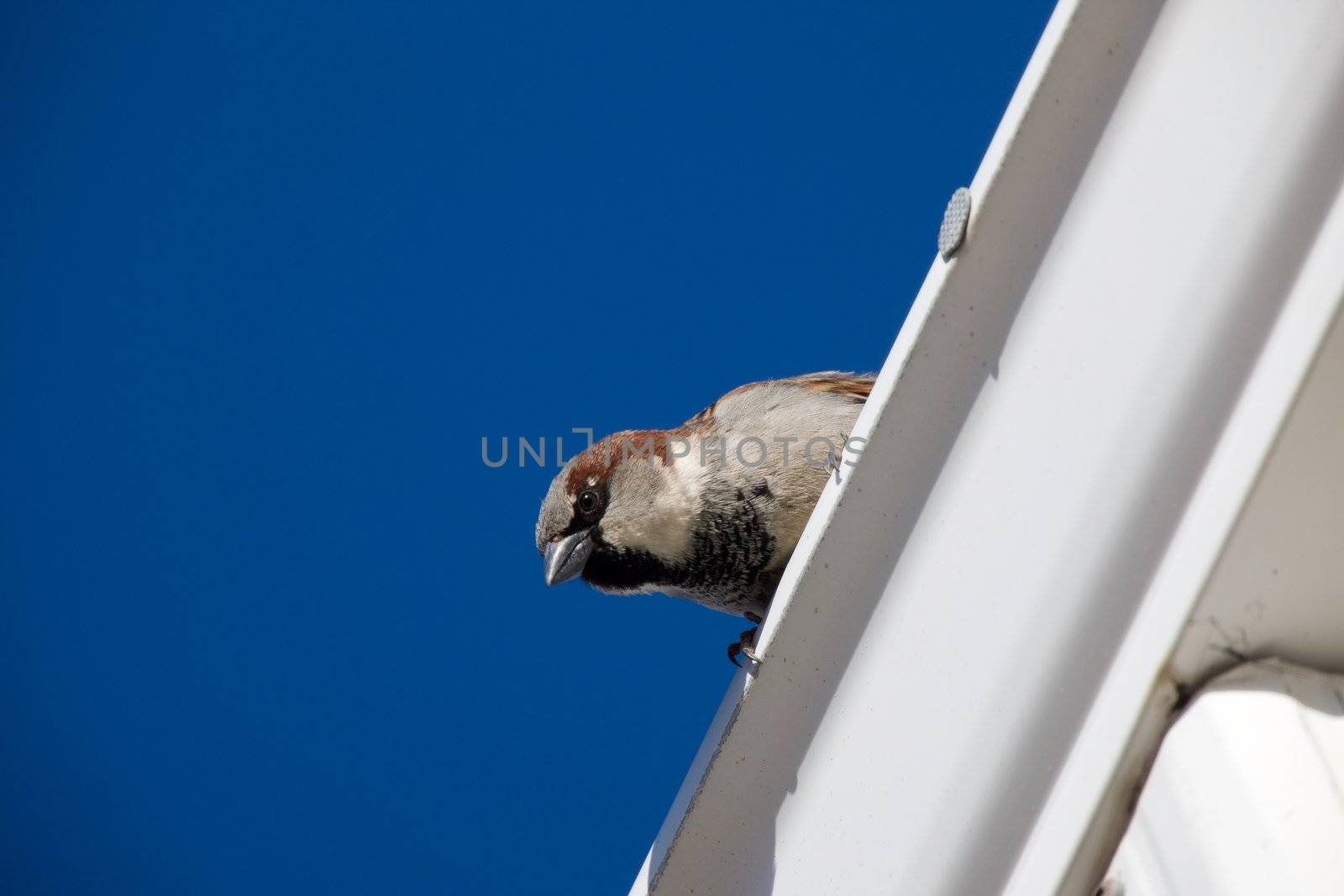 House Sparrow on Roof Canada by pictureguy