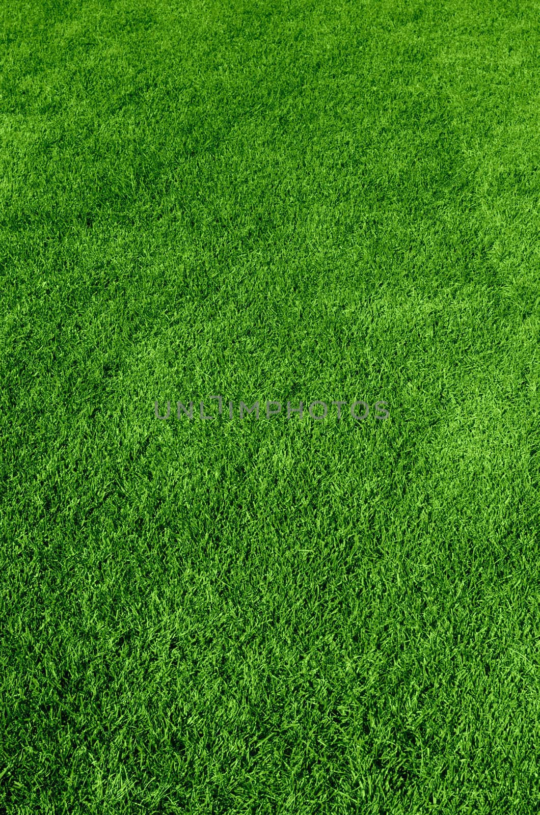 Photo of the beautiful green grass texture