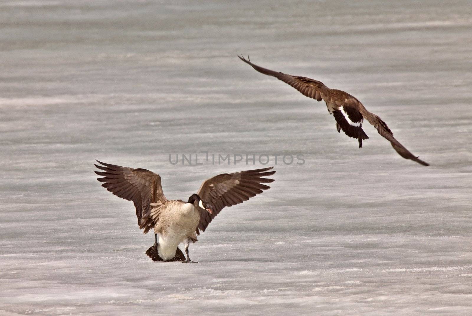 Canada Geese fighting playing on Ice by pictureguy