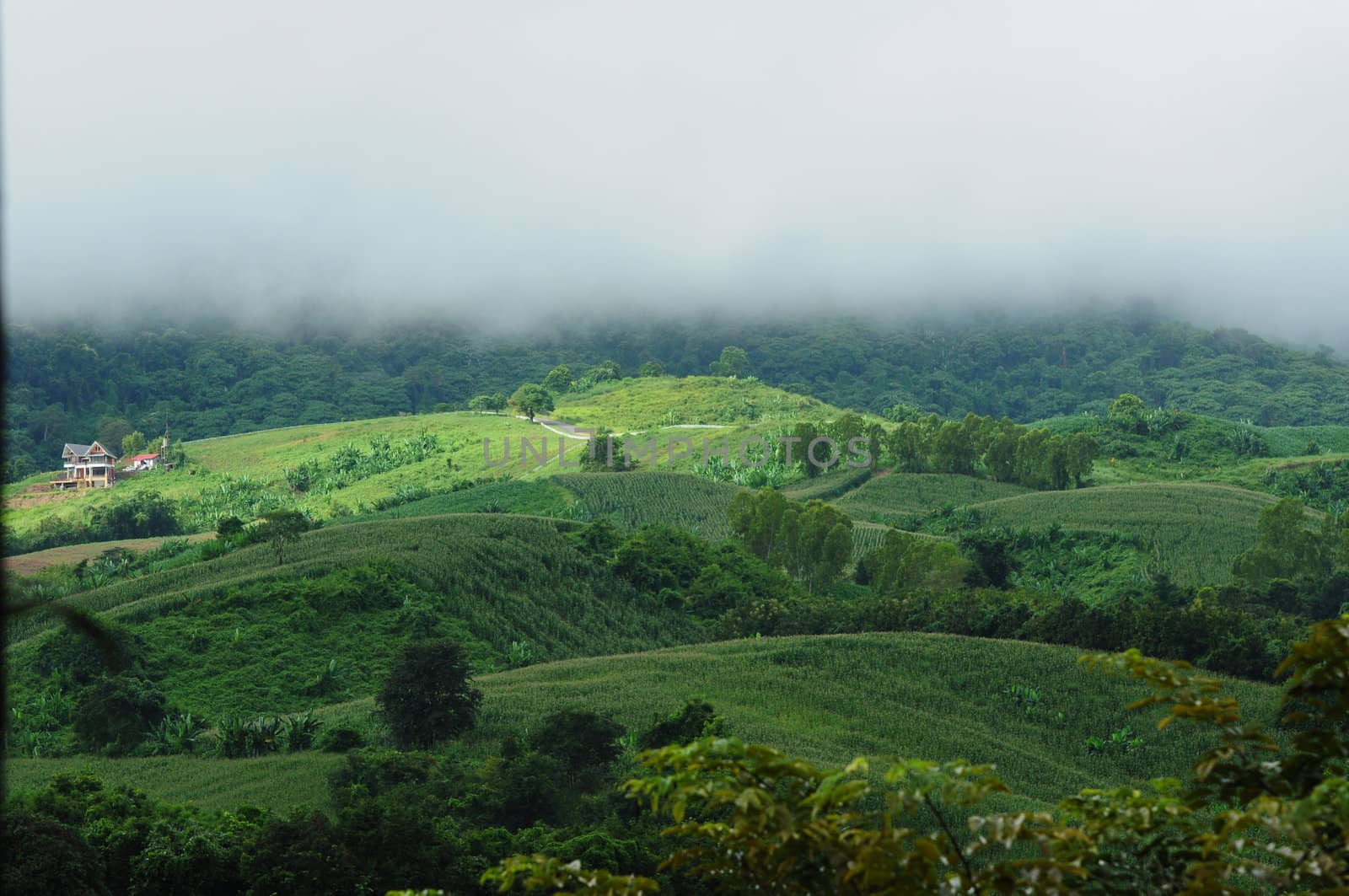 green mountain forest
