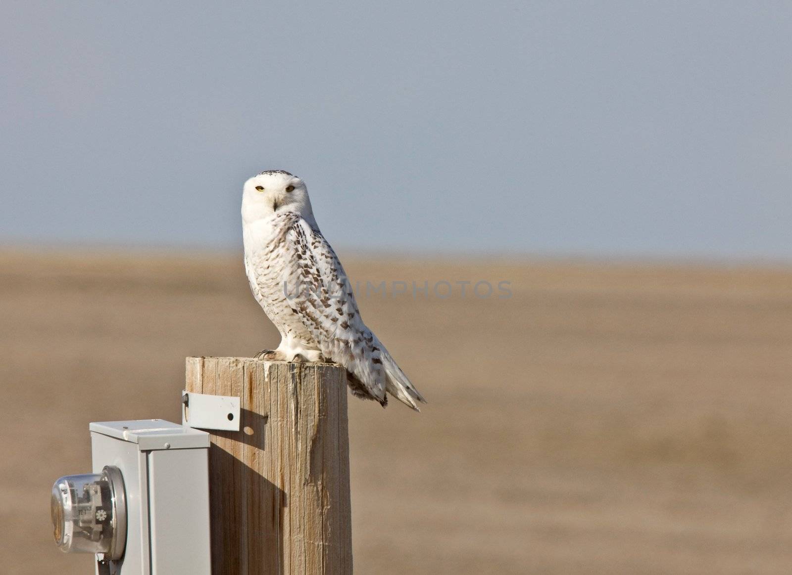 Snowy Owl Saskatchewan Canada by pictureguy