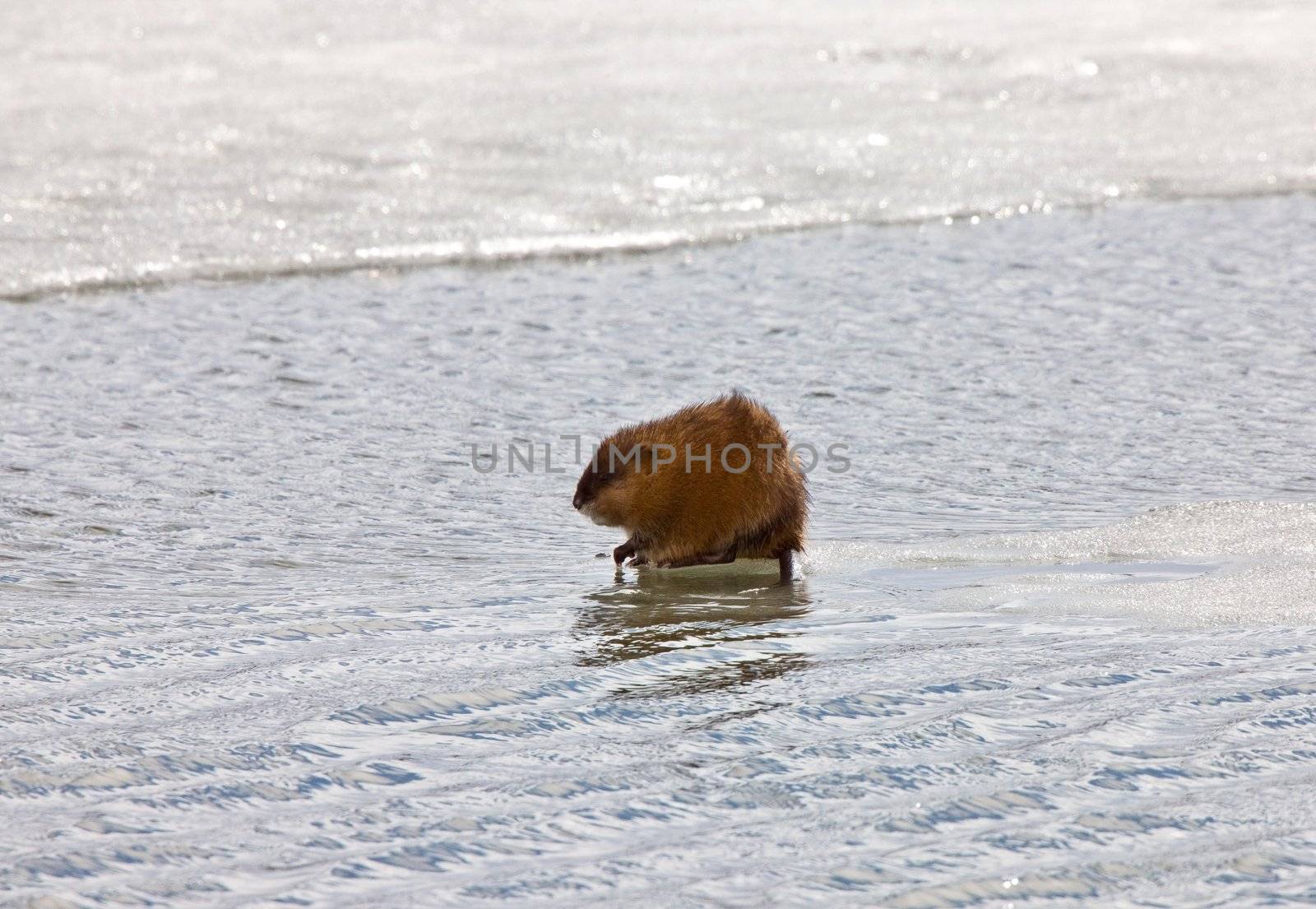 Muskrat on Ice Canada Winter by pictureguy