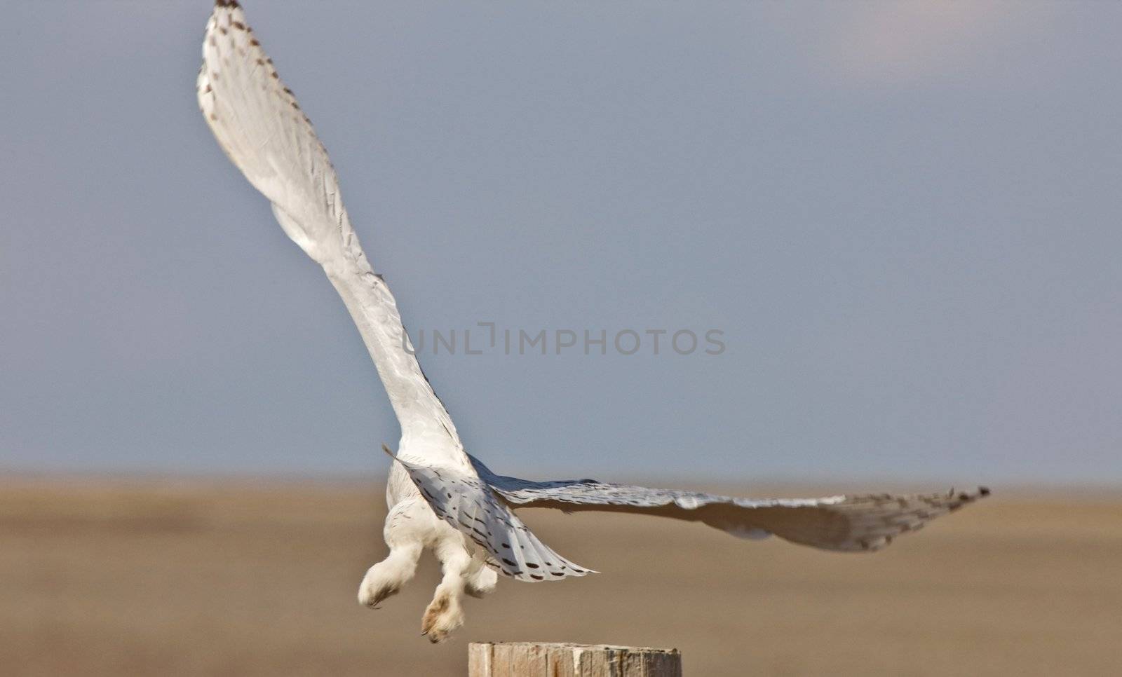 Snowy Owl Saskatchewan Canada in Flight by pictureguy
