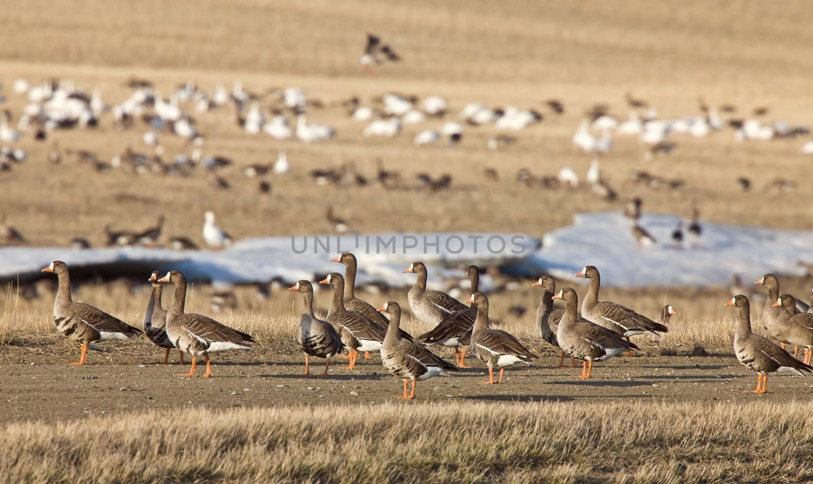 Snow Geese And Whie Fronted Geese Canada