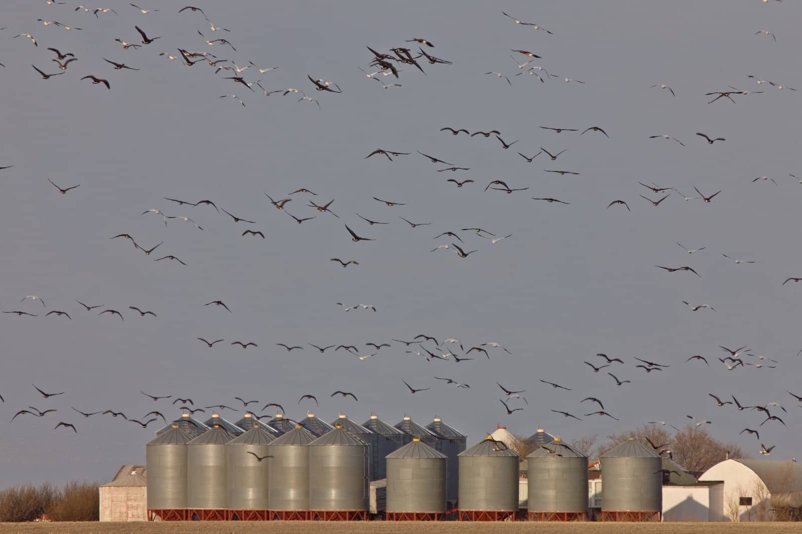 Snow Geese And Whie Fronted Geese Canada in Flight