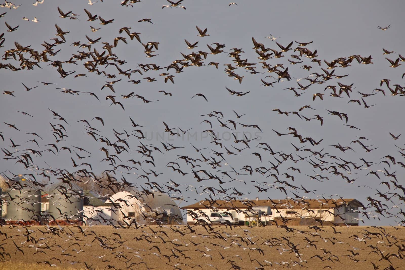 Snow Geese And Whie Fronted Geese Canada in Flight