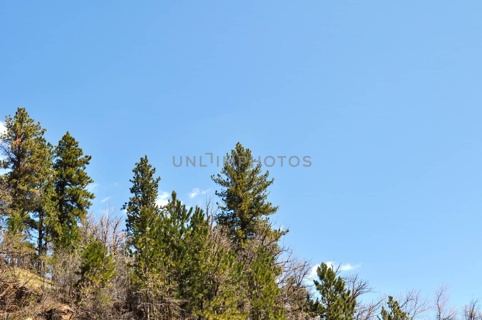 Background trees and sky