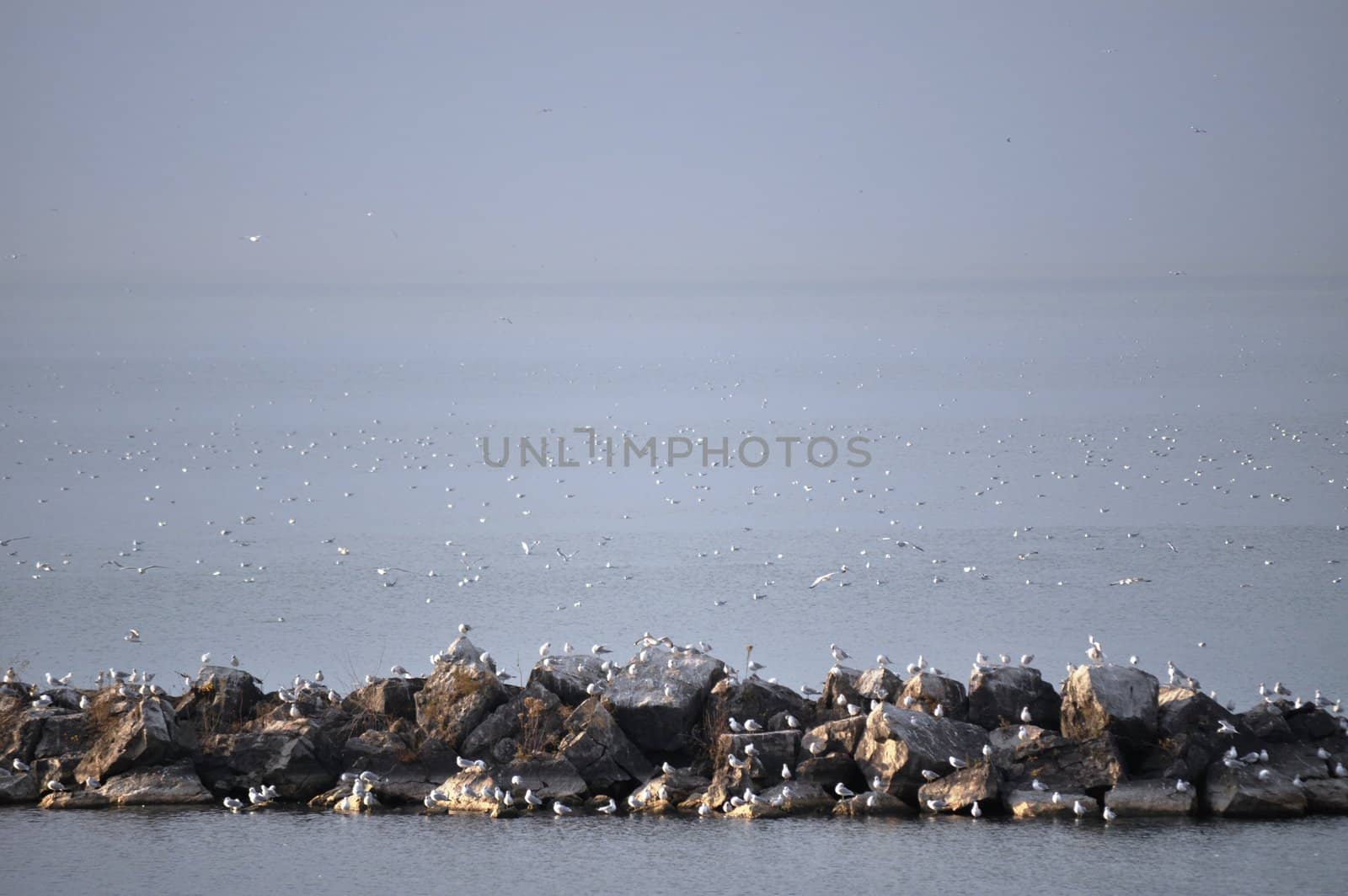 Birds on water background