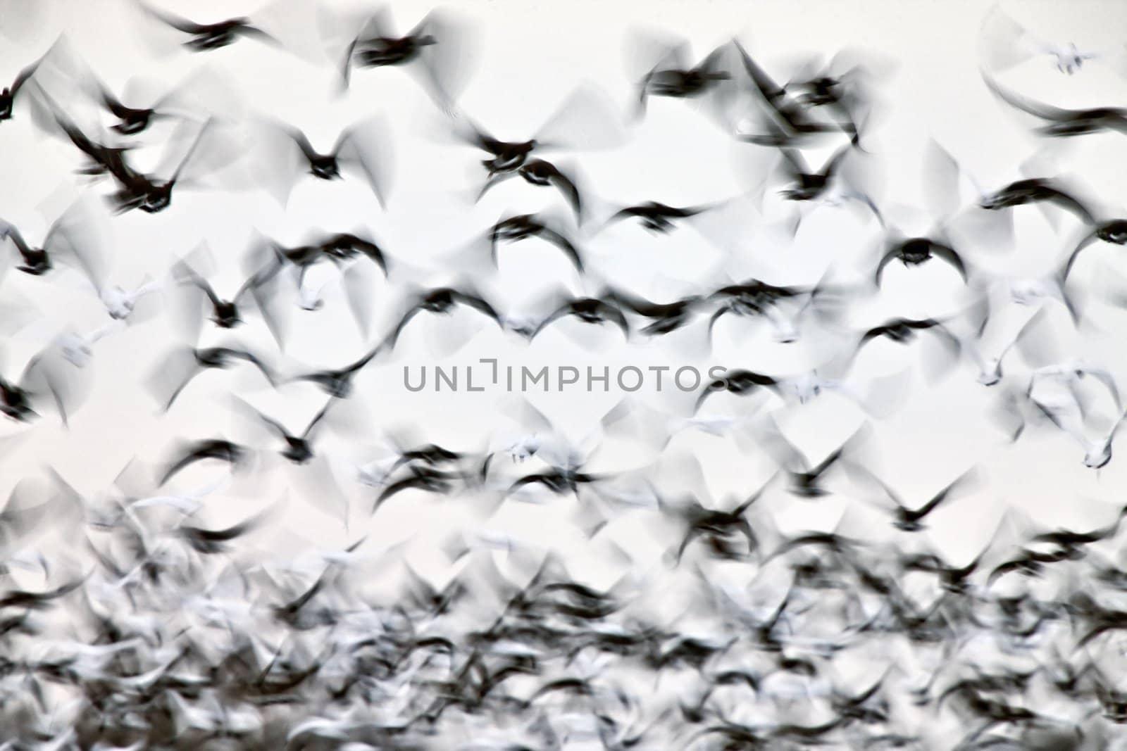 Motion Bluurred Panned  Snow Geese by pictureguy
