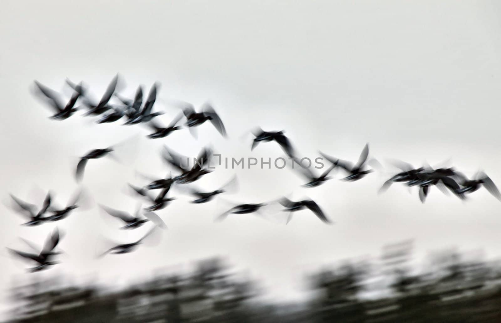 Motion Bluurred Panned  Snow Geese by pictureguy