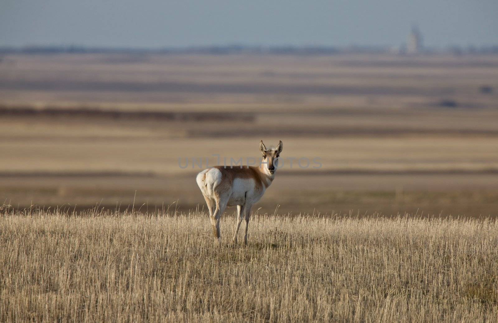 Pronghorn Antelope Prairie Saskatchewan by pictureguy