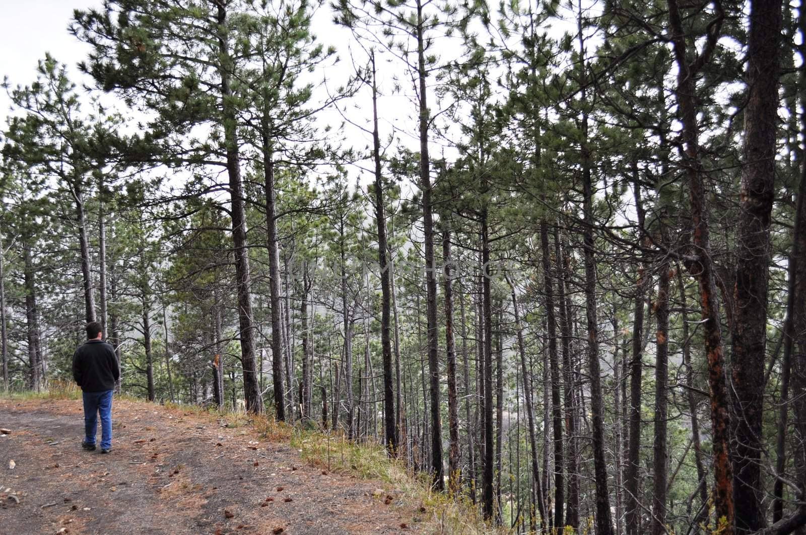 Man walks on trail in woods