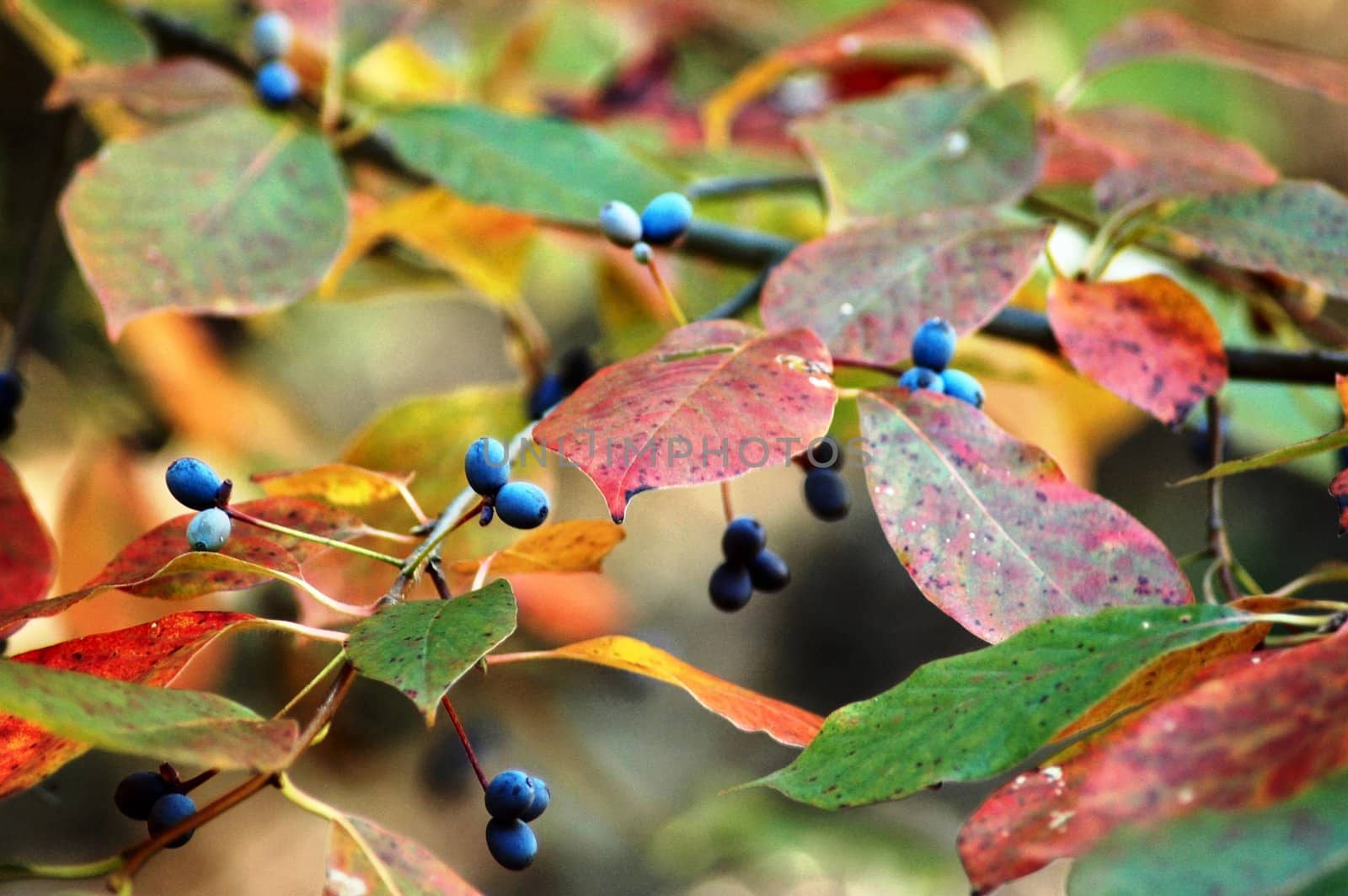 Plant - leaves and berries