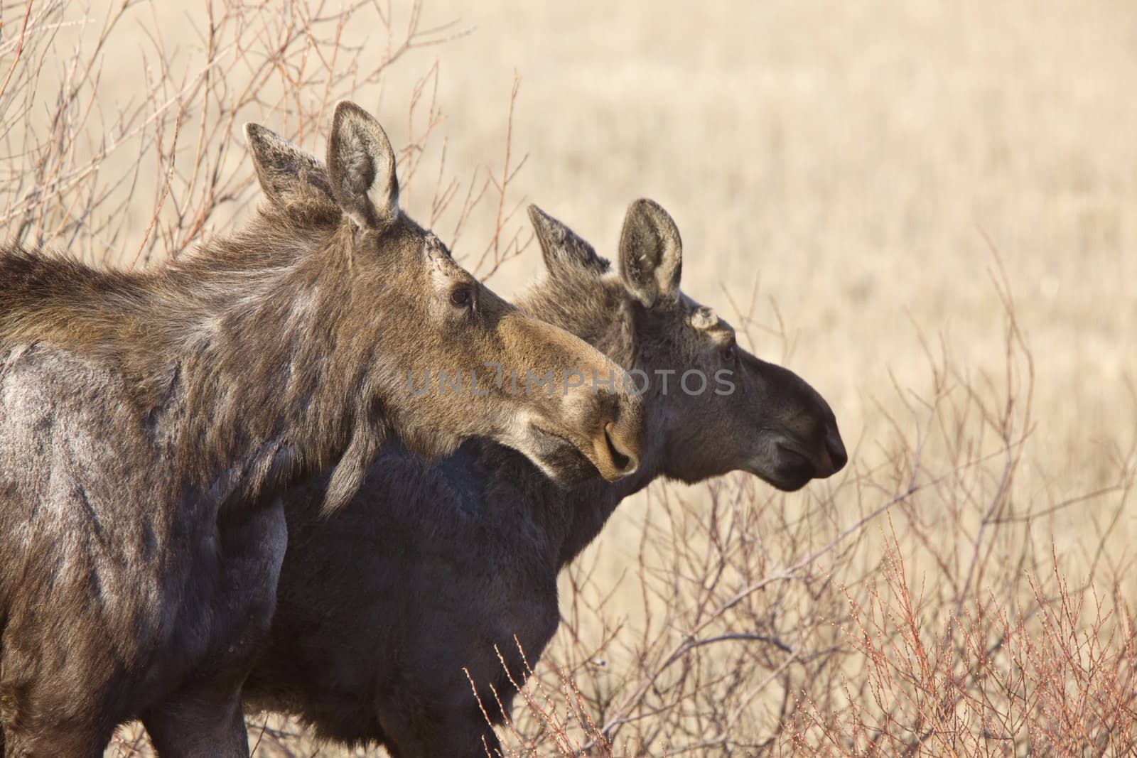 Moose Cow and Calf Saskatchewan Canada by pictureguy