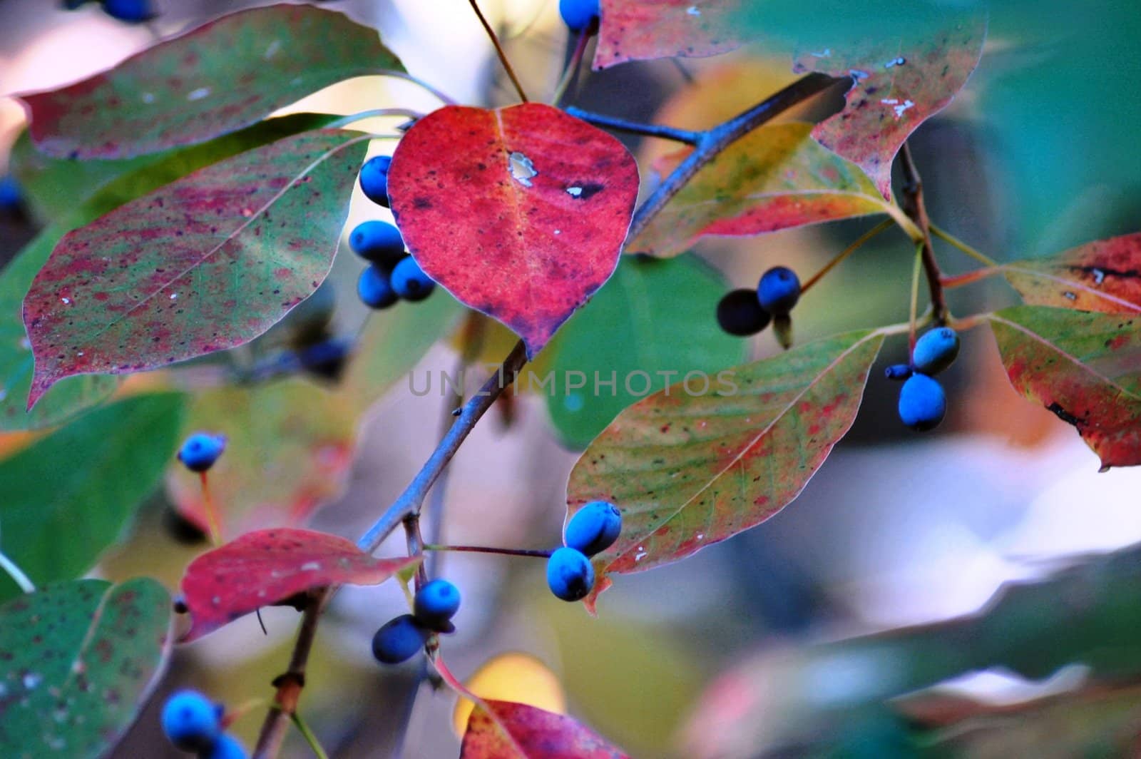 Plant - leaves and berries by RefocusPhoto