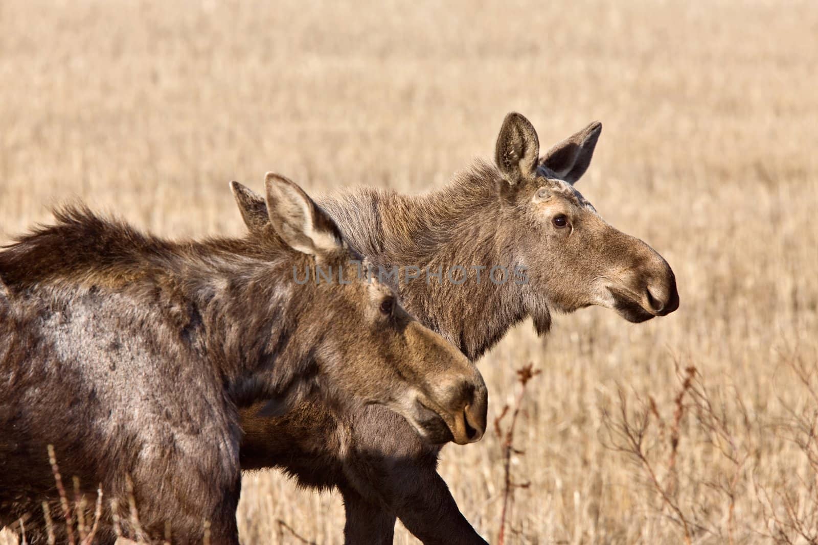 Moose Cow and Calf Saskatchewan Canada