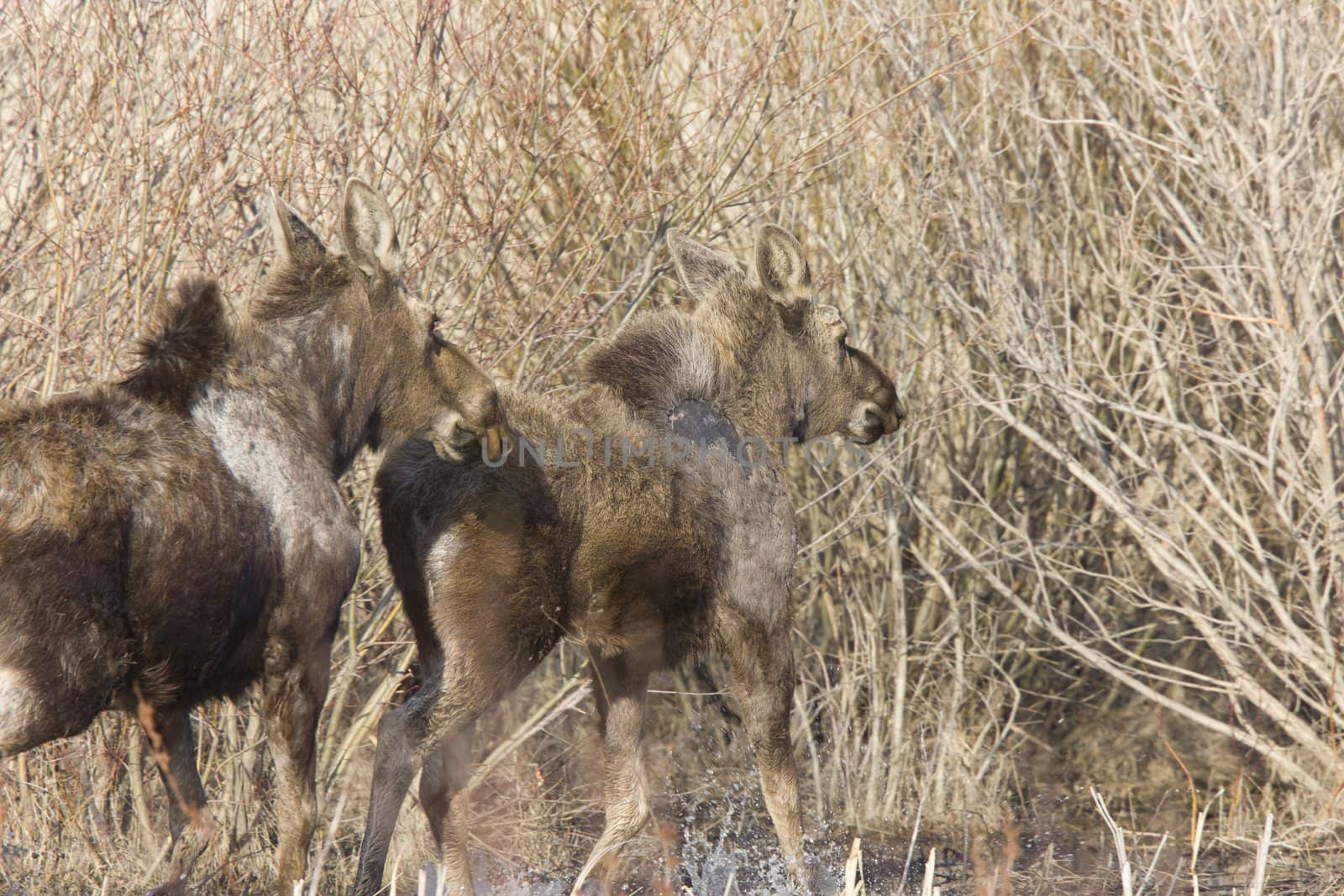 Moose Cow and Calf Saskatchewan Canada