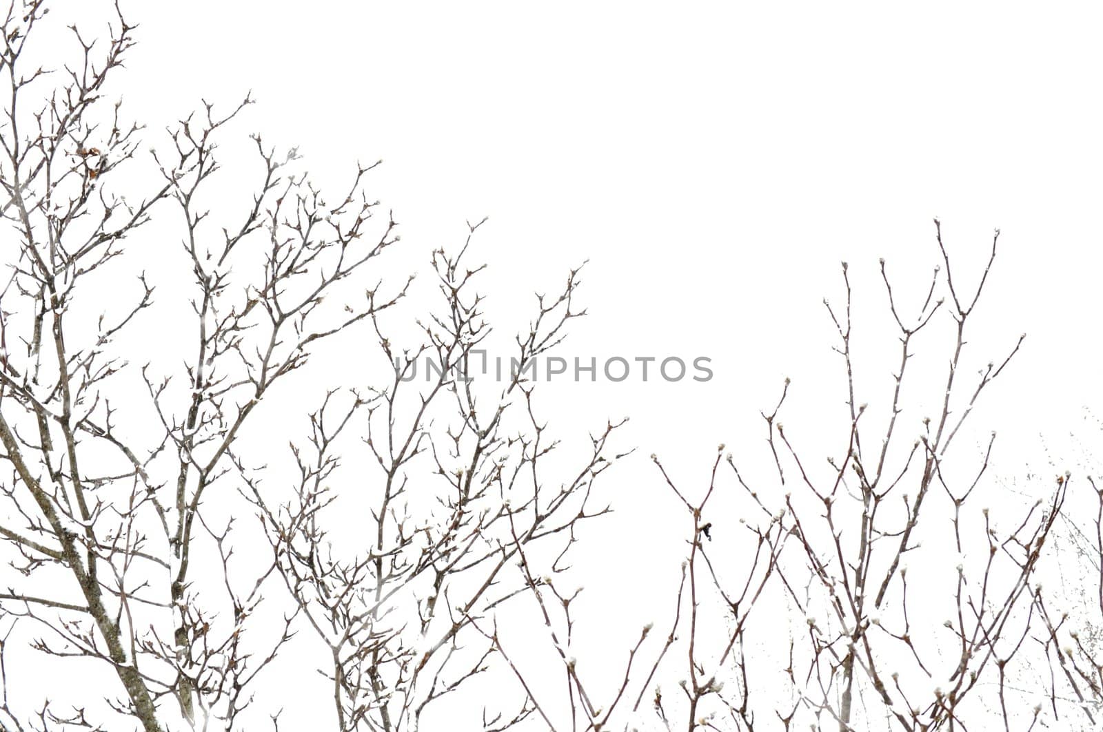 Snowstorm Tree Background