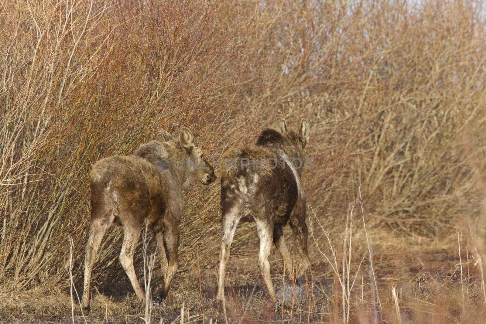 Moose Cow and Calf Saskatchewan Canada by pictureguy