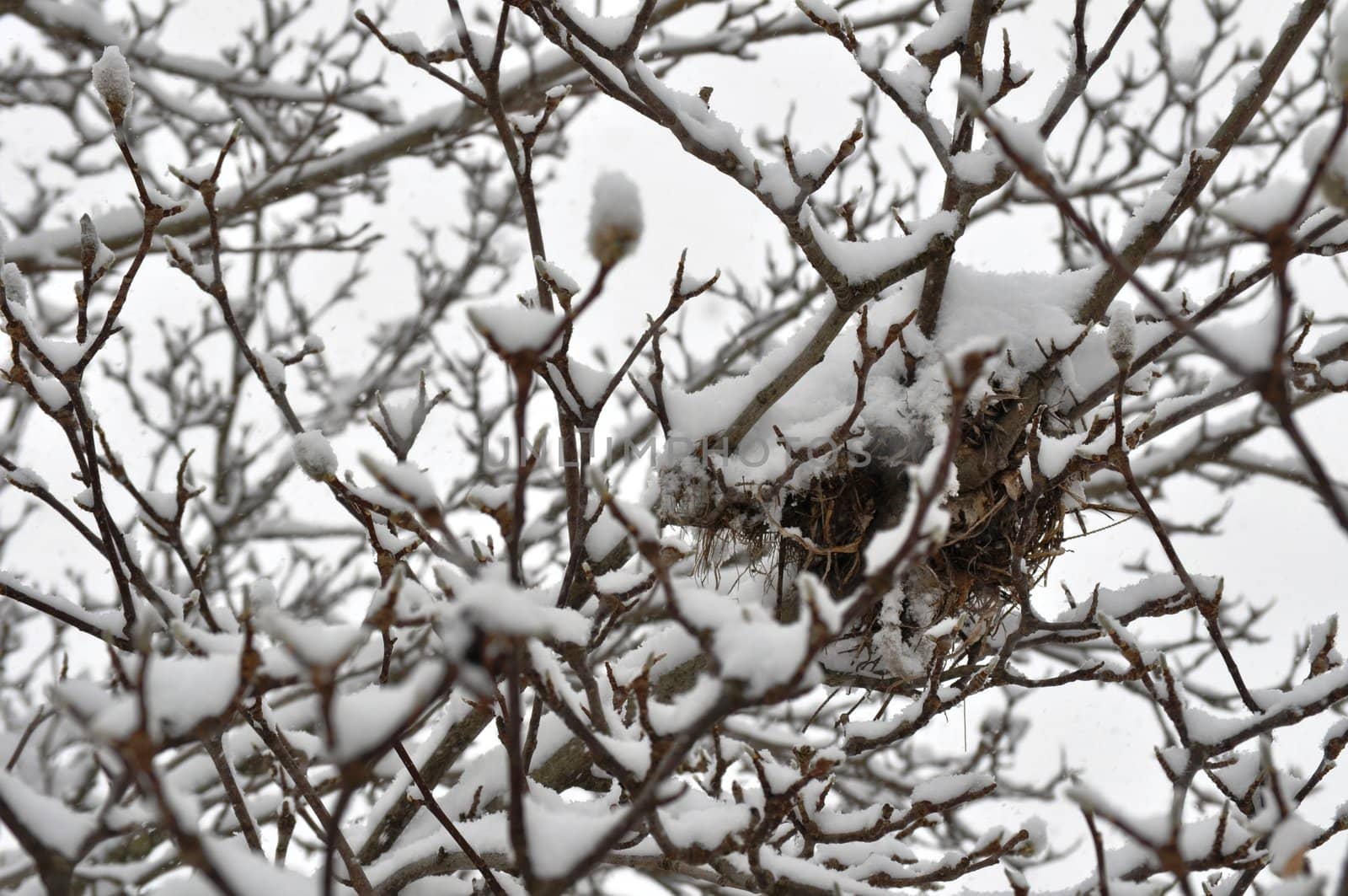 Snowstorm Trees and birds nest