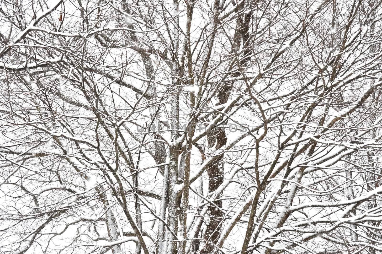 Snowstorm Trees