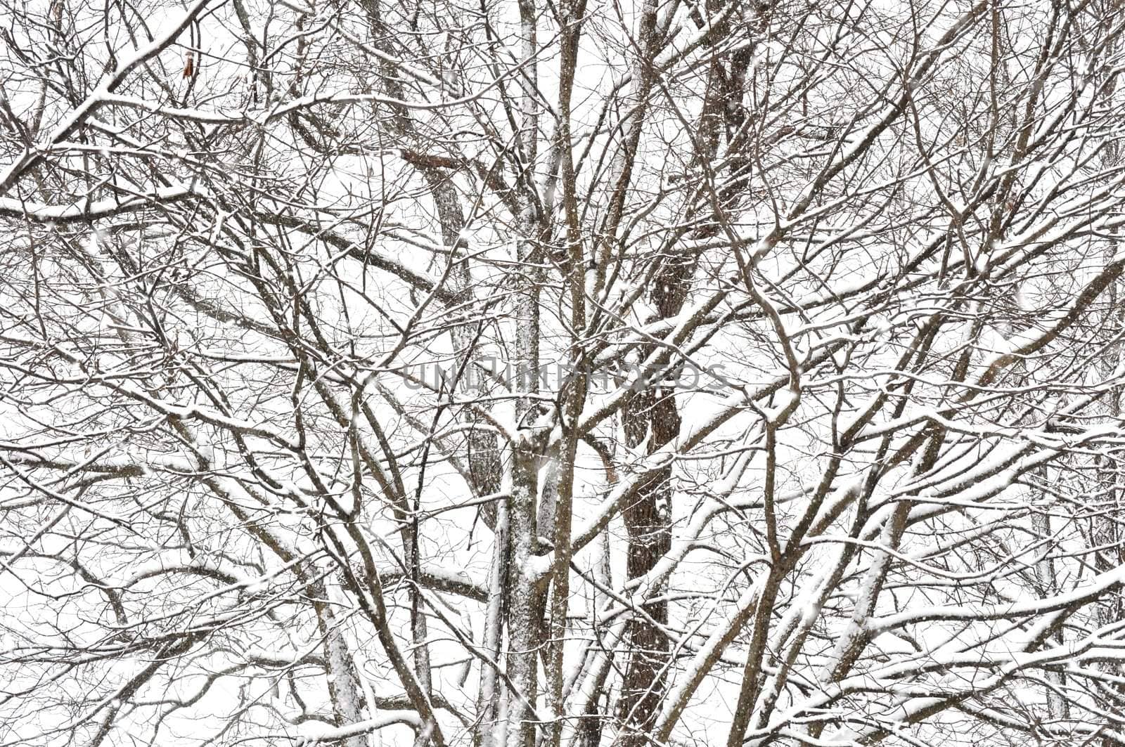 Snowstorm Trees by RefocusPhoto