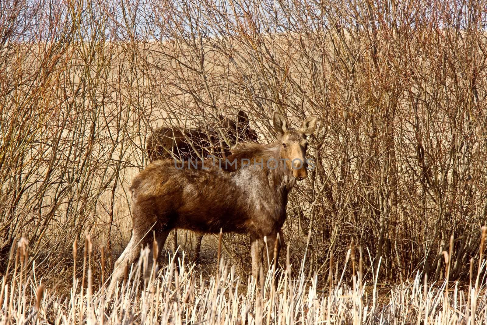 Moose Cow and Calf Saskatchewan Canada by pictureguy