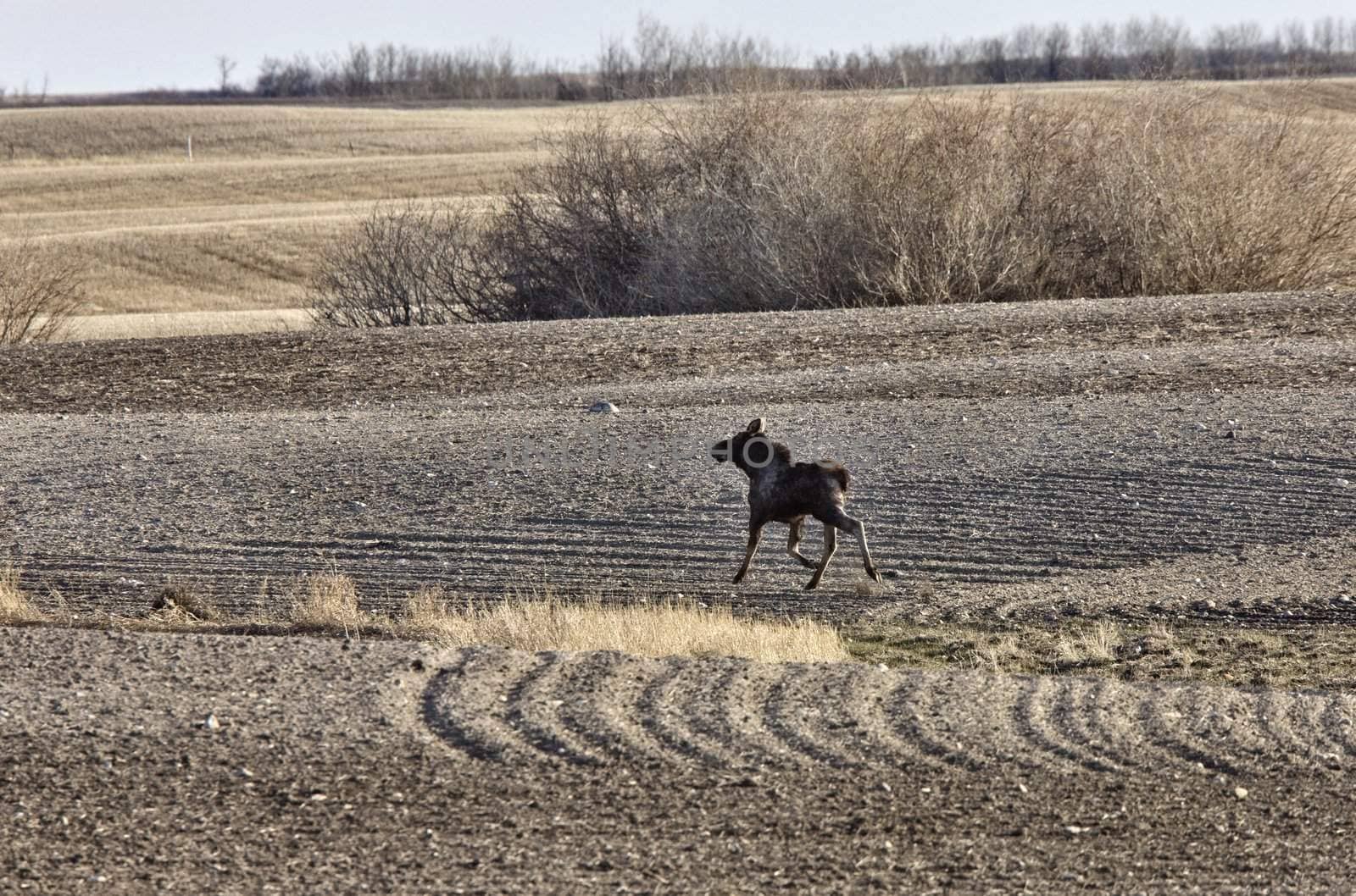 Moose Cow and Calf Saskatchewan Canada