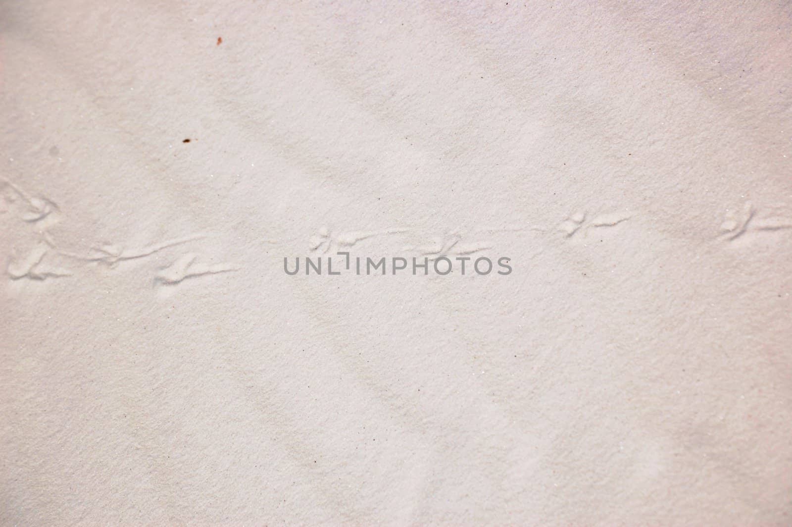 White Sands Animal Tracks by RefocusPhoto