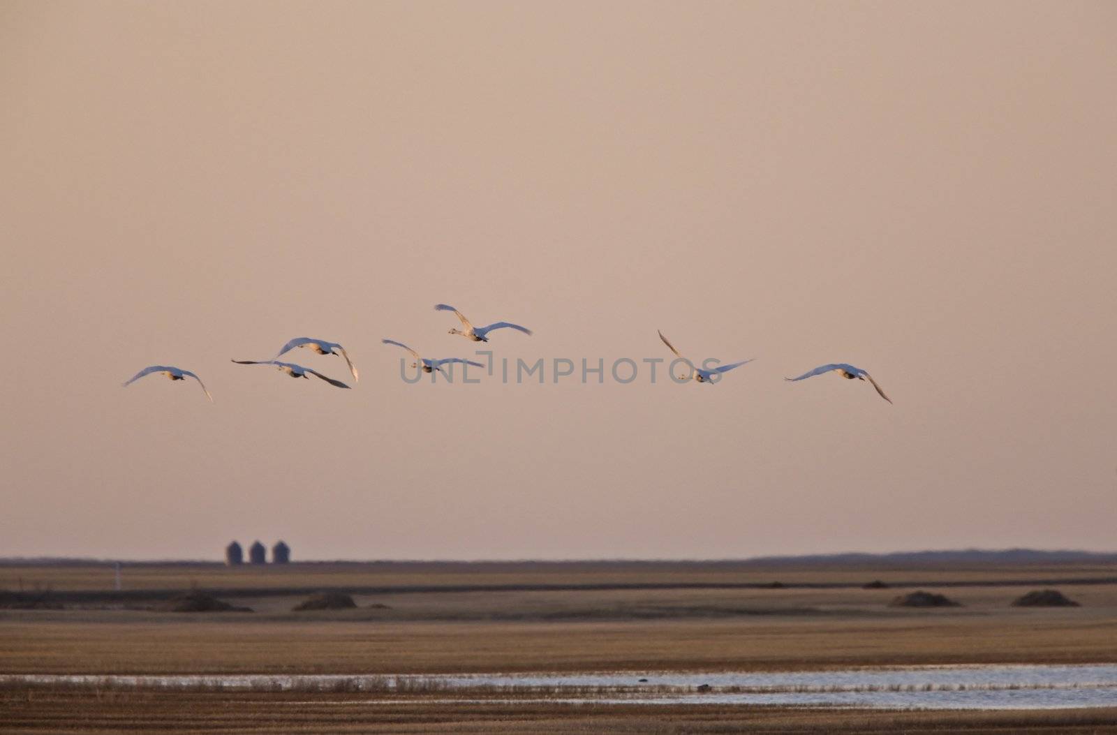 Swans in Flight over the Prairies Canada by pictureguy