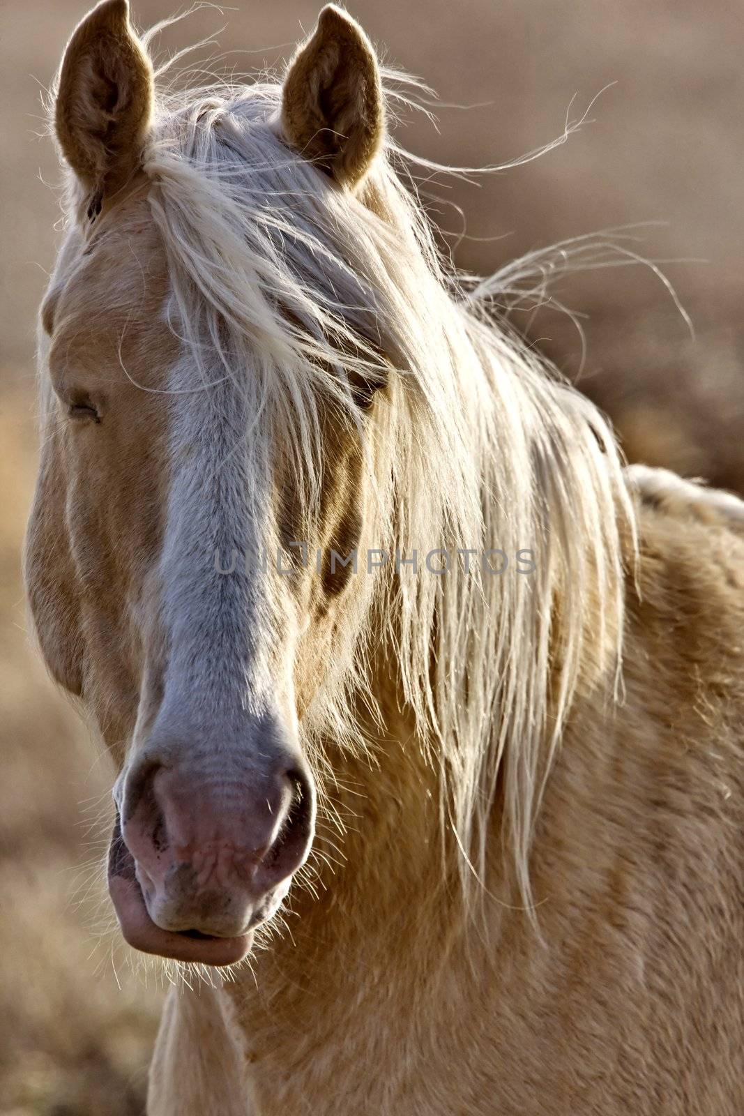 Horse Close Up Canada by pictureguy