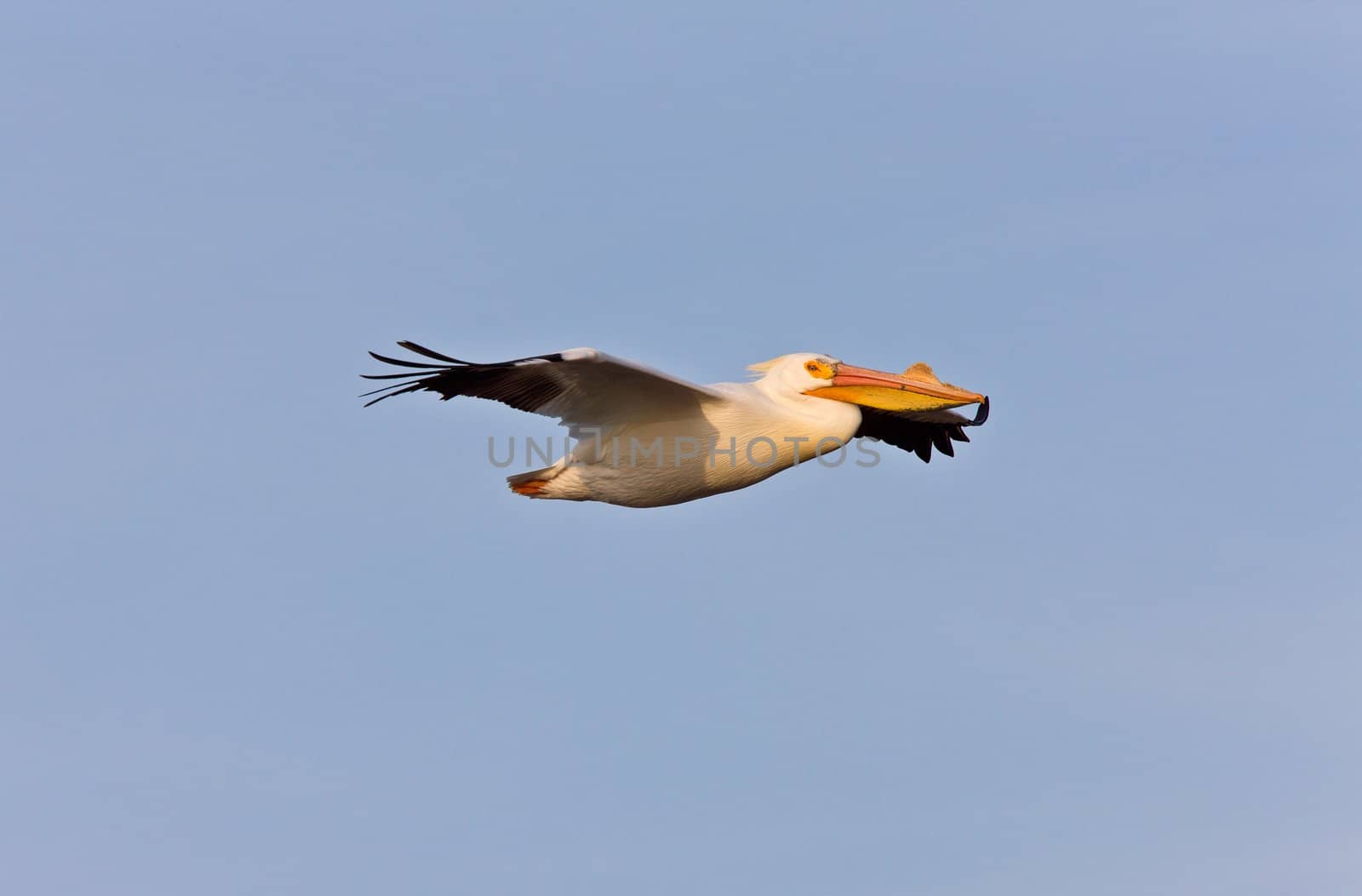 White American Pelican in Flight