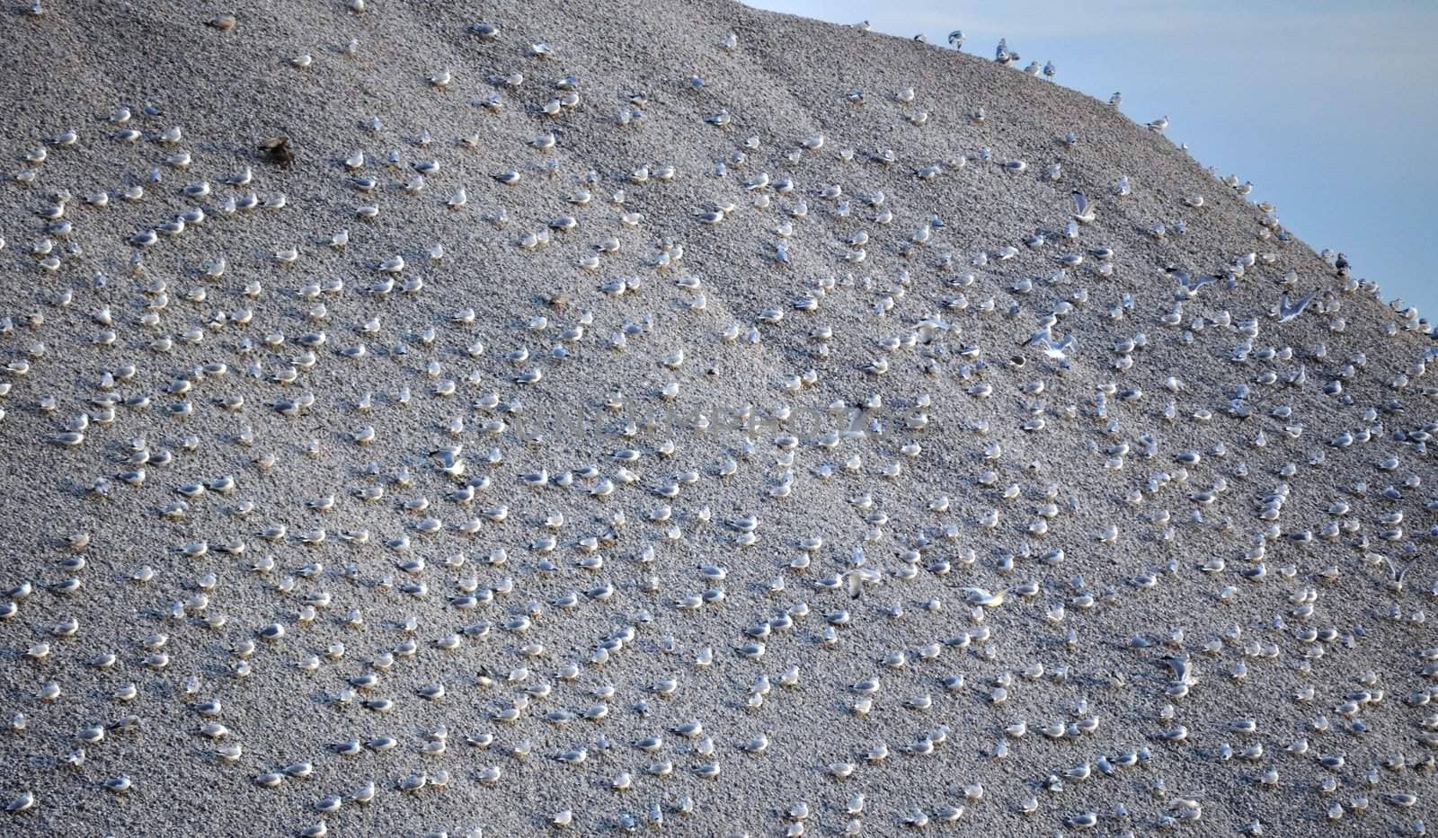 Birds on gravel pile by RefocusPhoto