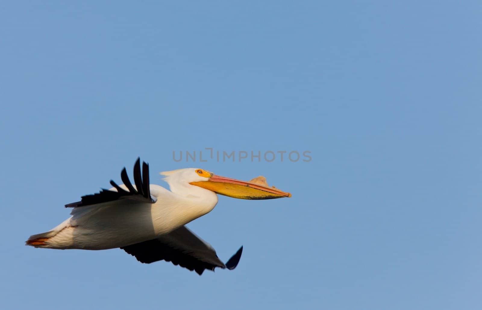 White American Pelican in Flight by pictureguy