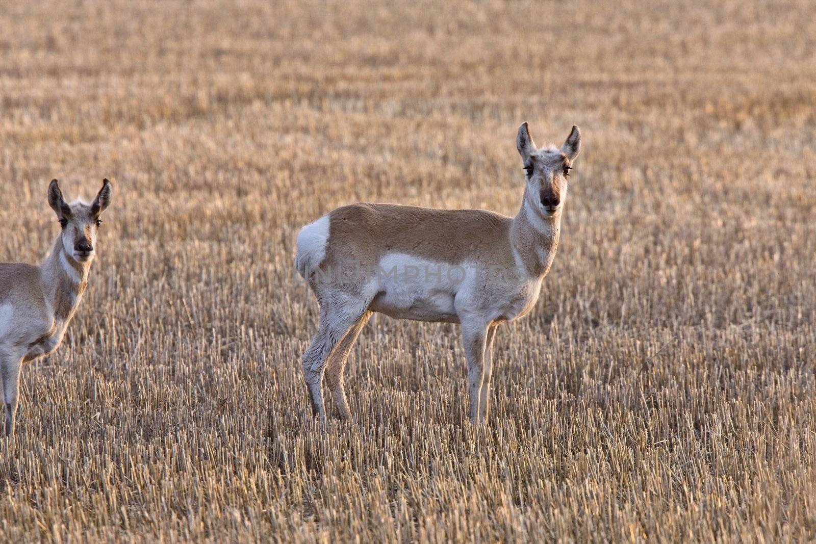 Pronghorn Antelope Saskatchewan  by pictureguy