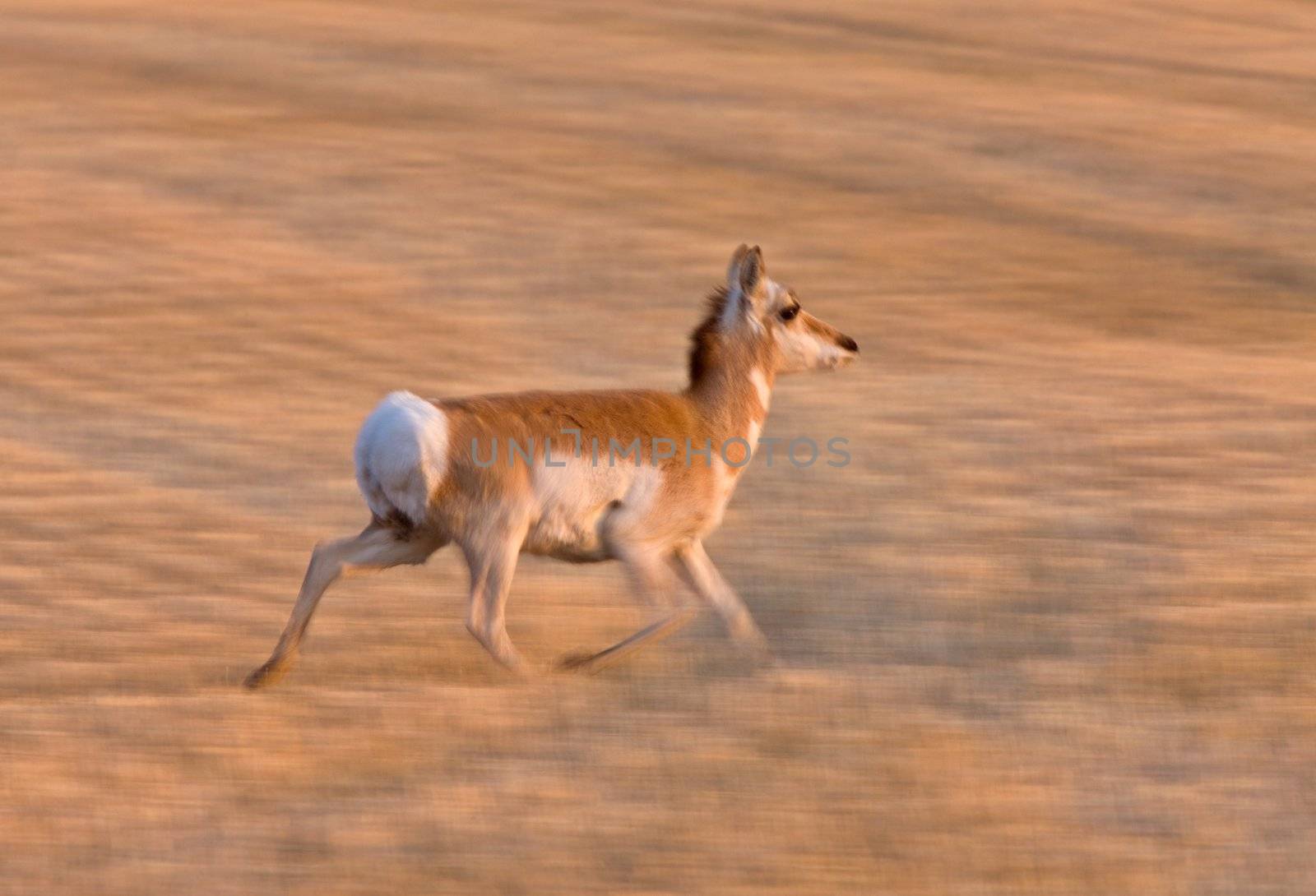 Pronghorn Antelope Saskatchewan  by pictureguy