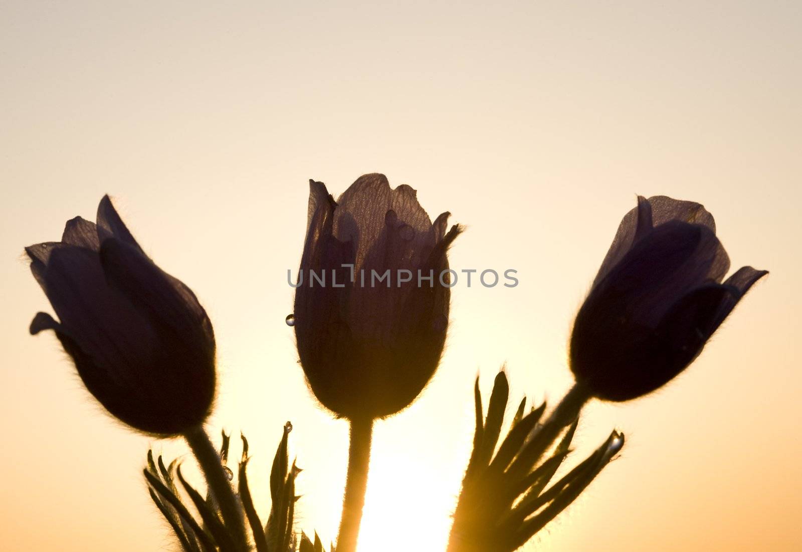 Spring Time Crocus Flower