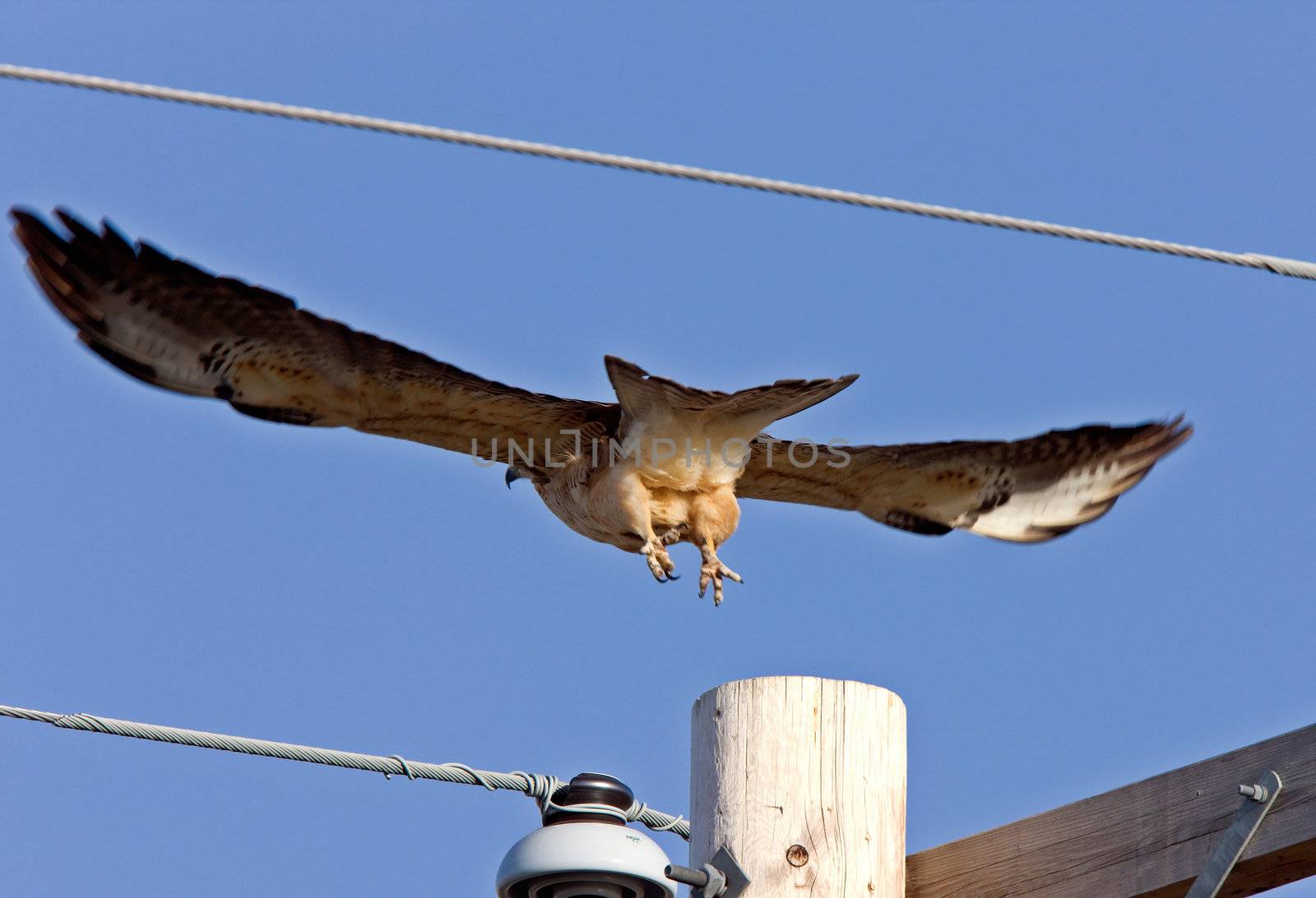 Swainson Hawk in Flight by pictureguy