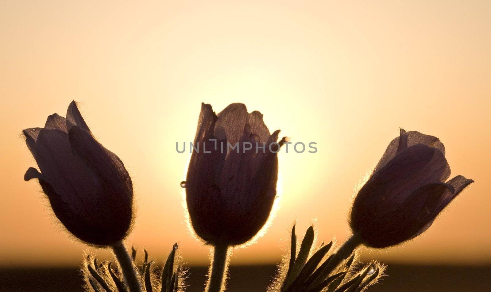 Spring Time Crocus Flower