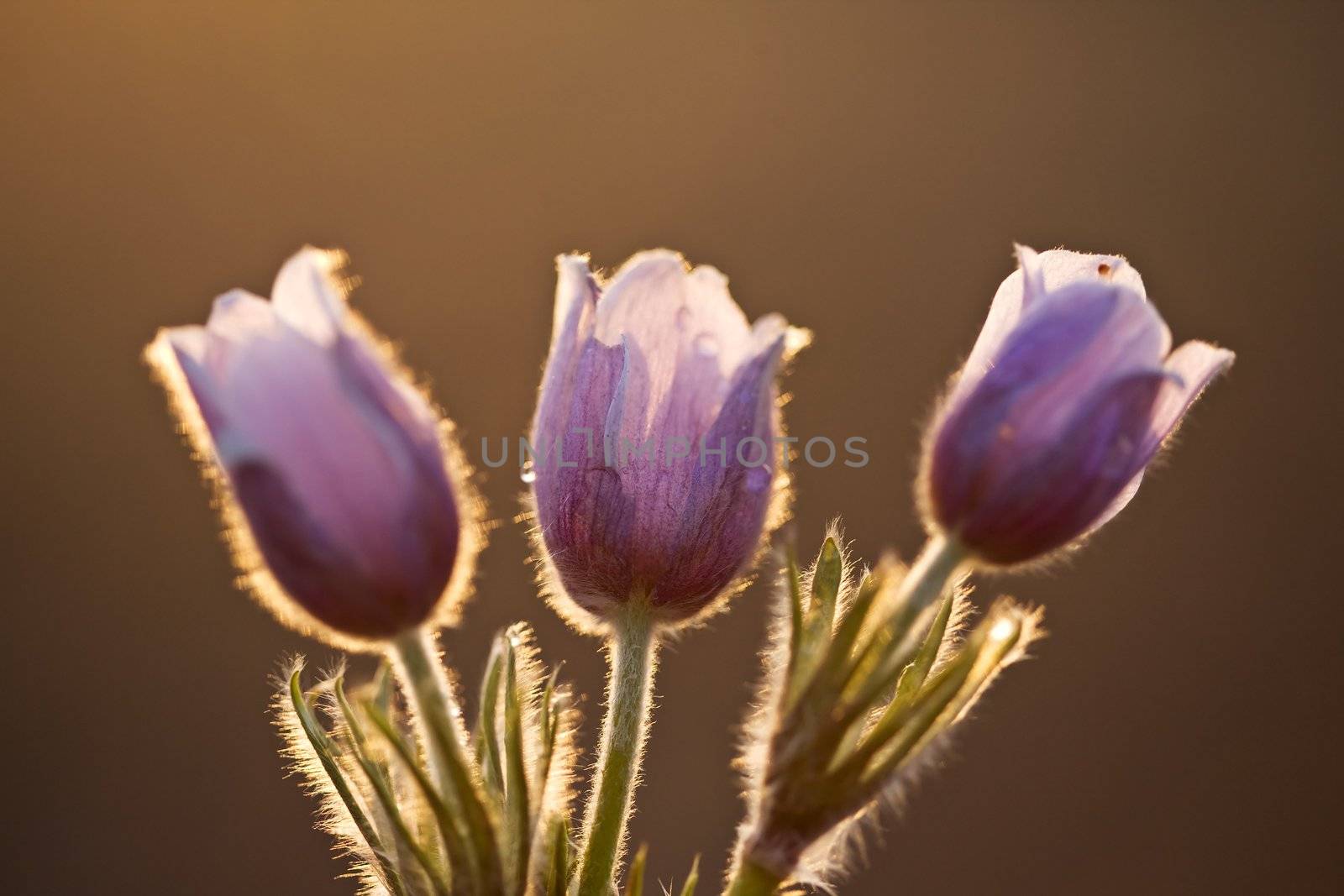 Spring Time Crocus Flower